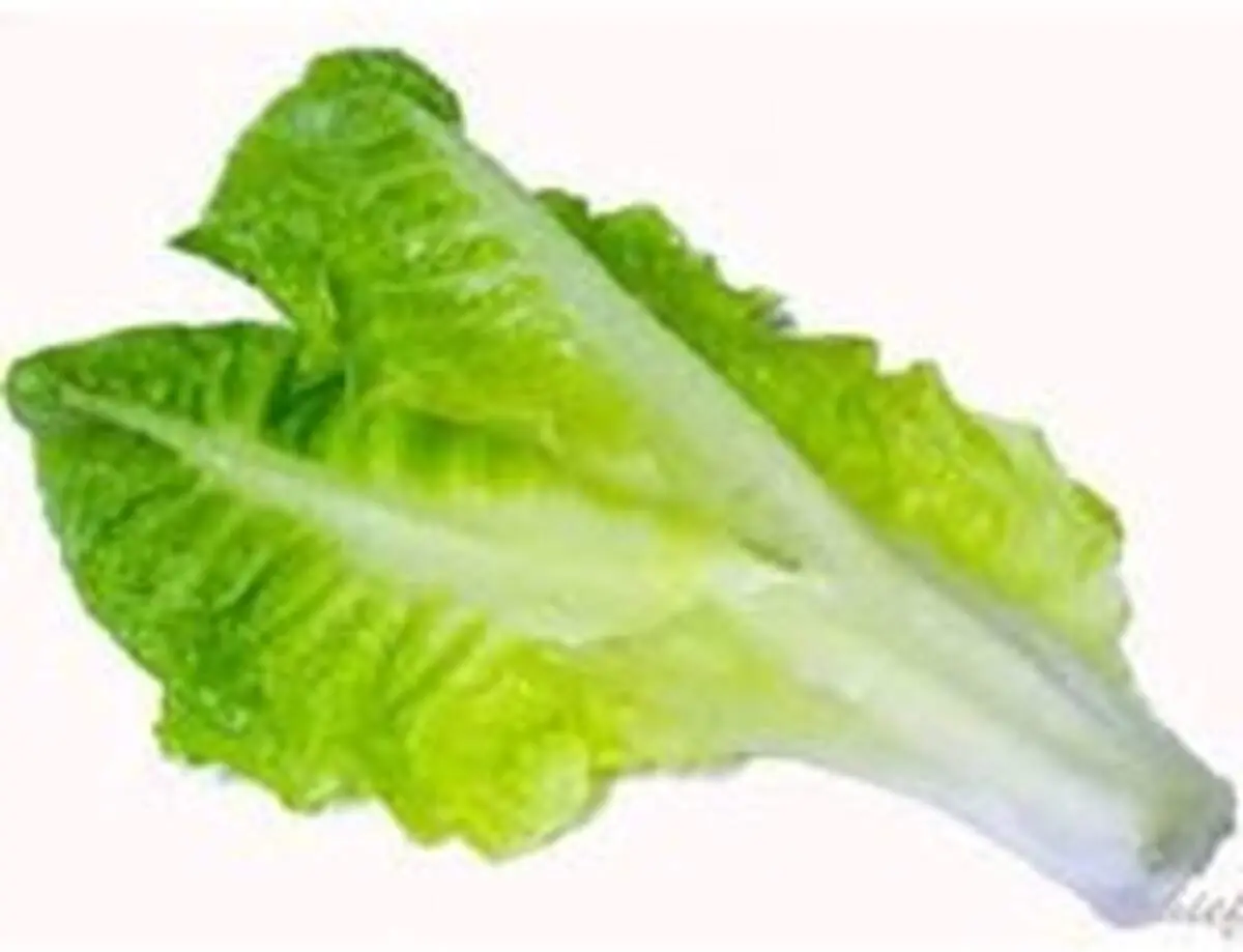 خواص دارویی کاهو