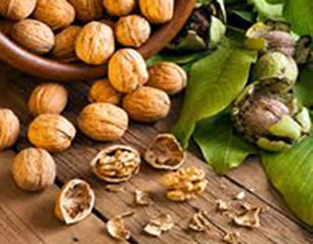 معجزه خوردن نصف مشت گردو در روز