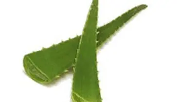تابستان، ازآلوئه ورا غافل نشويد