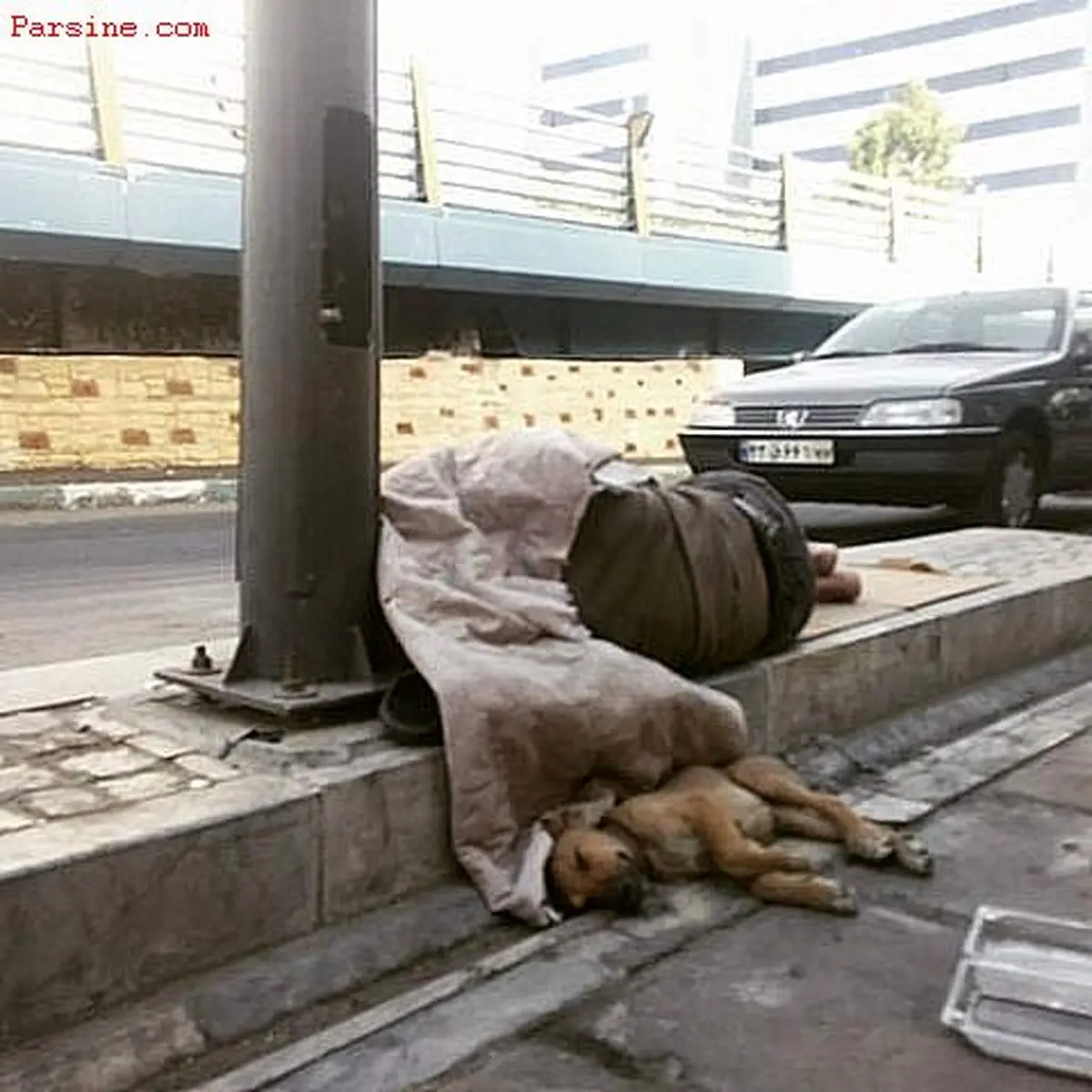 عکس:خواب عصرگاهی مرد و سگ/تهران