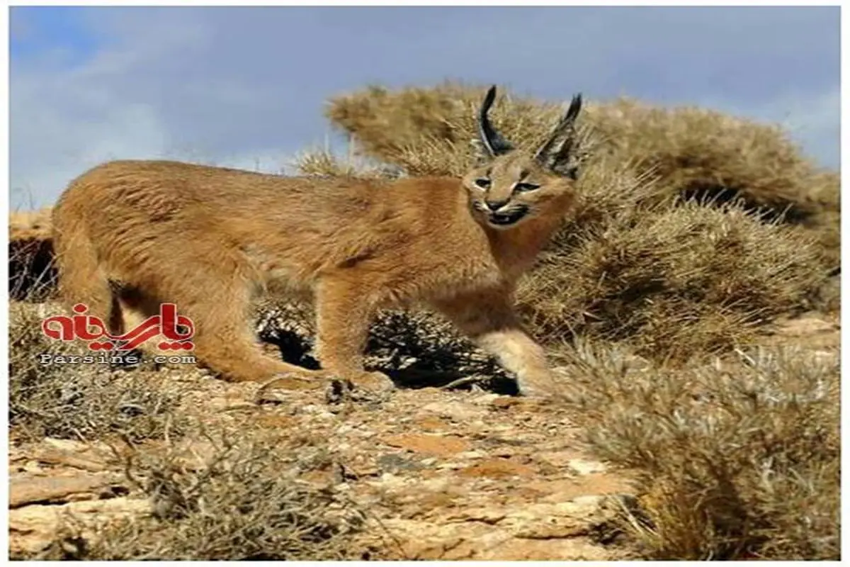 عکس: کاراکال گربه ایرانی در حال انقراض