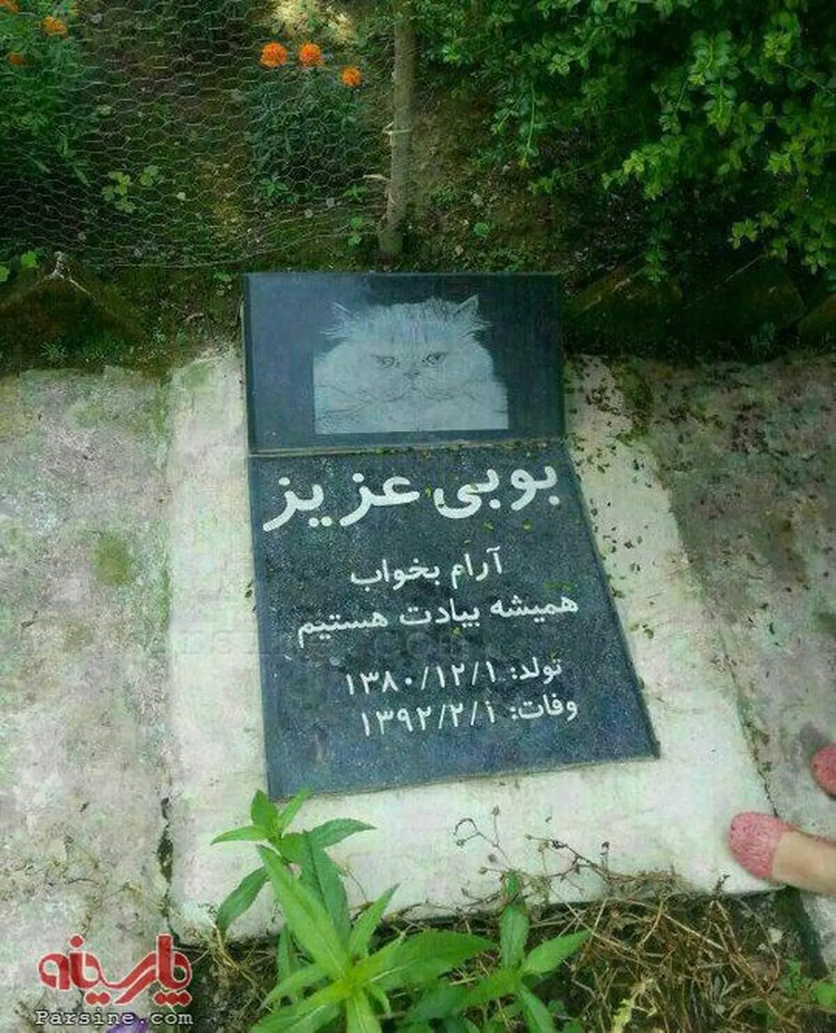 پدیده جدید؛فبرستان حیوانات خانگی