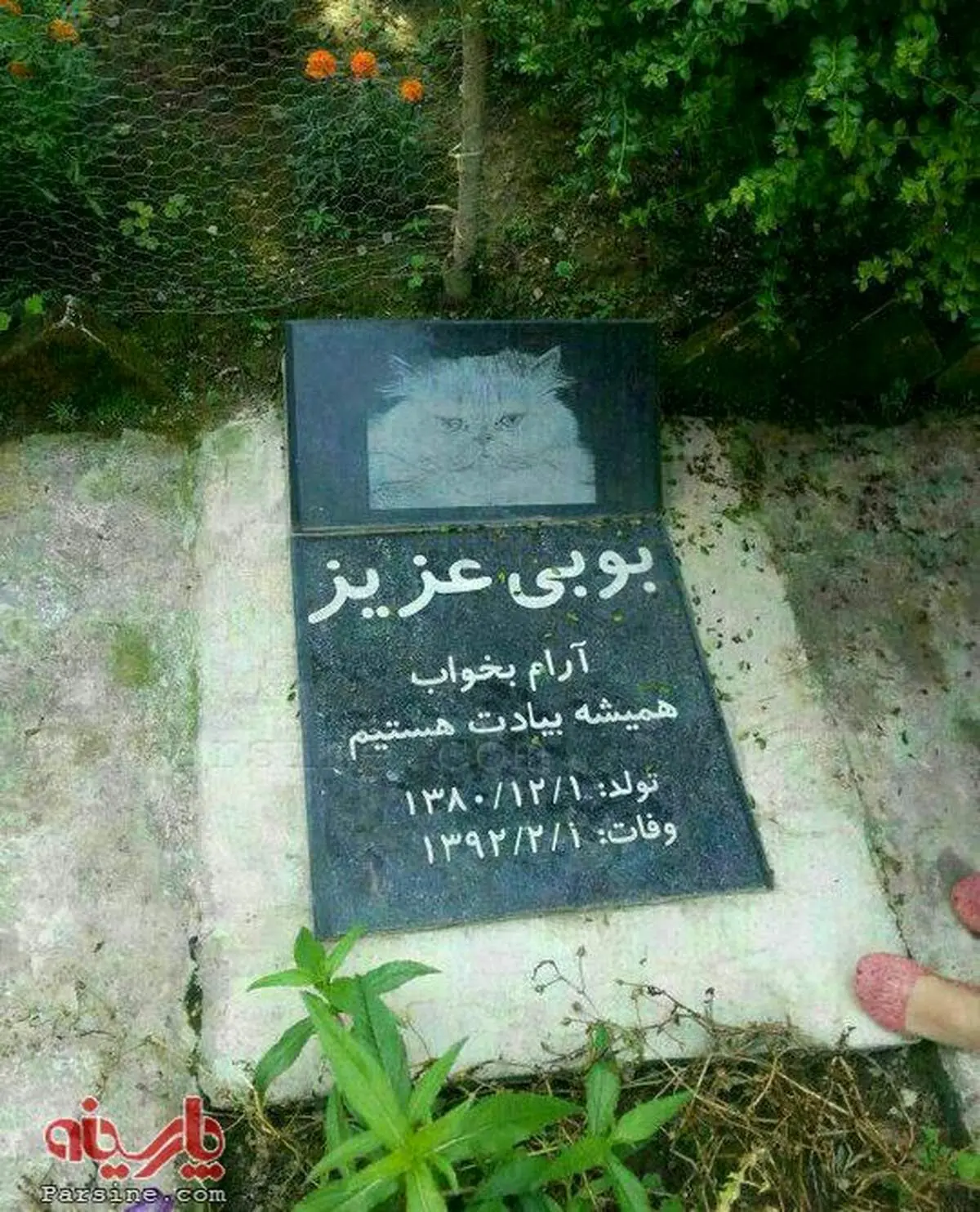 پدیده جدید؛فبرستان حیوانات خانگی