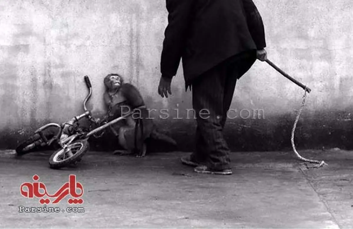 عکس: ترس میمون سیرک از مربی!