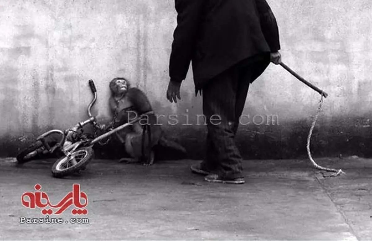 عکس: ترس میمون سیرک از مربی!