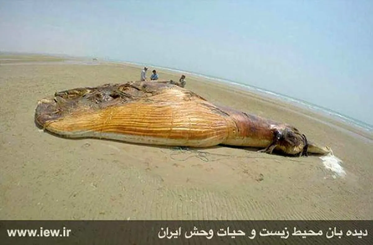 عکس: لاشه نهنگ مرده در ساحل بوشهر