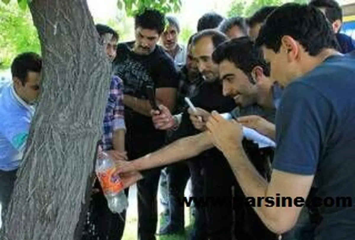 درخت شفابخش در همدان که اشک می ریزد