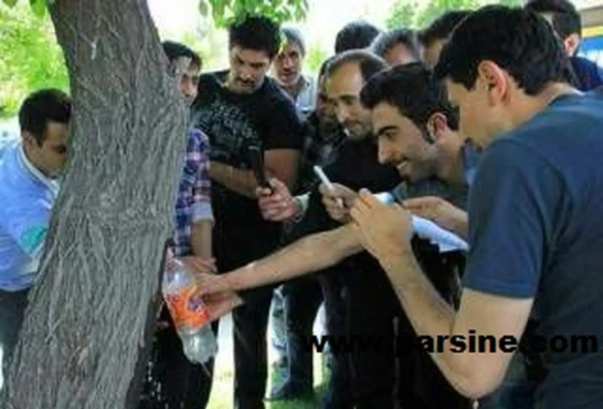 درخت شفابخش در همدان که اشک می ریزد