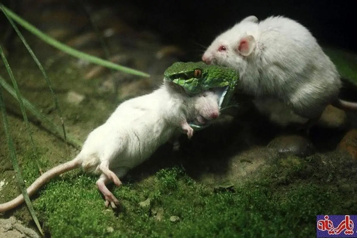 تصویری تحسین بر انگیز از تلاش یک موش برای نجات همنوع خود