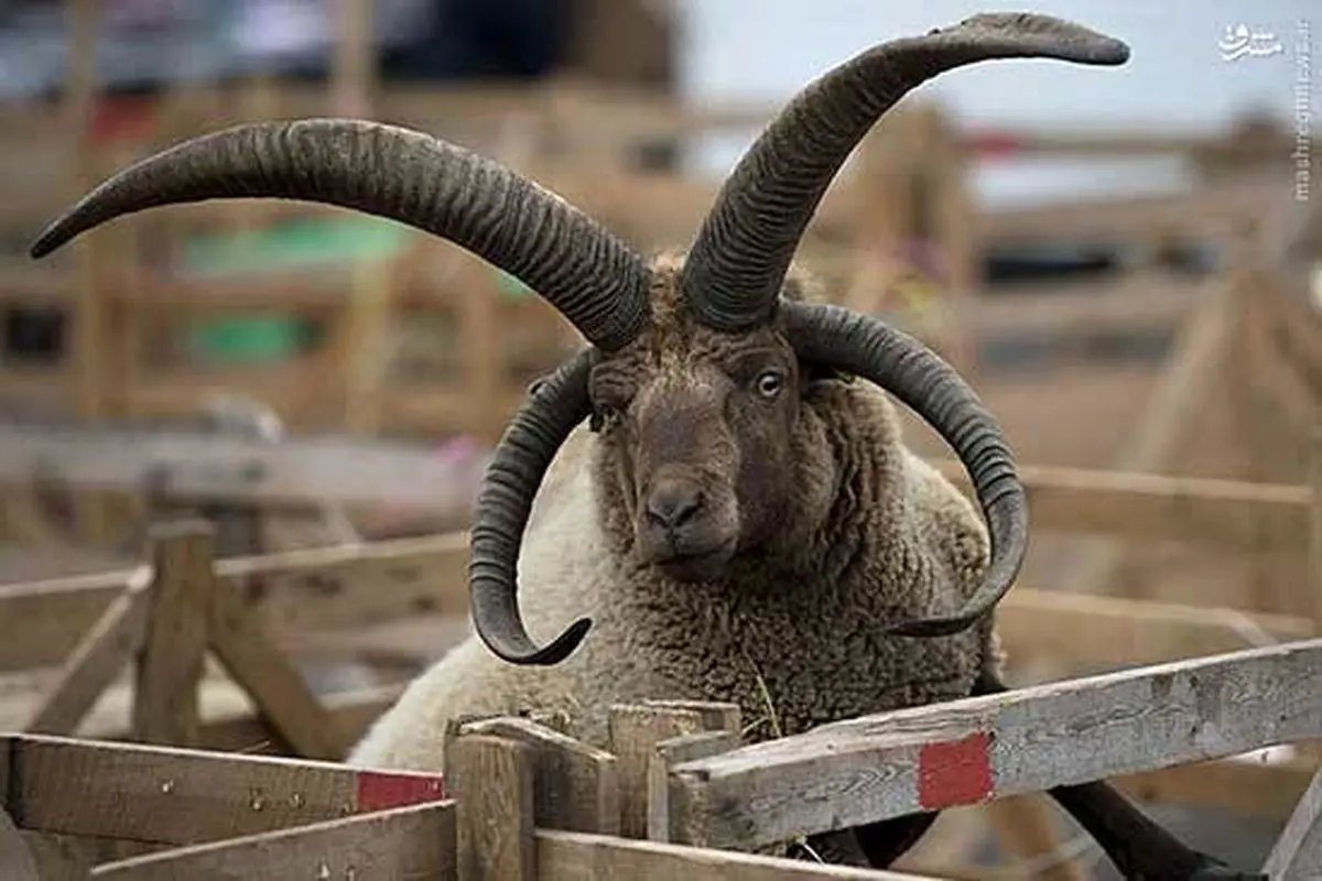 عکس: گوسفند چهارشاخ!