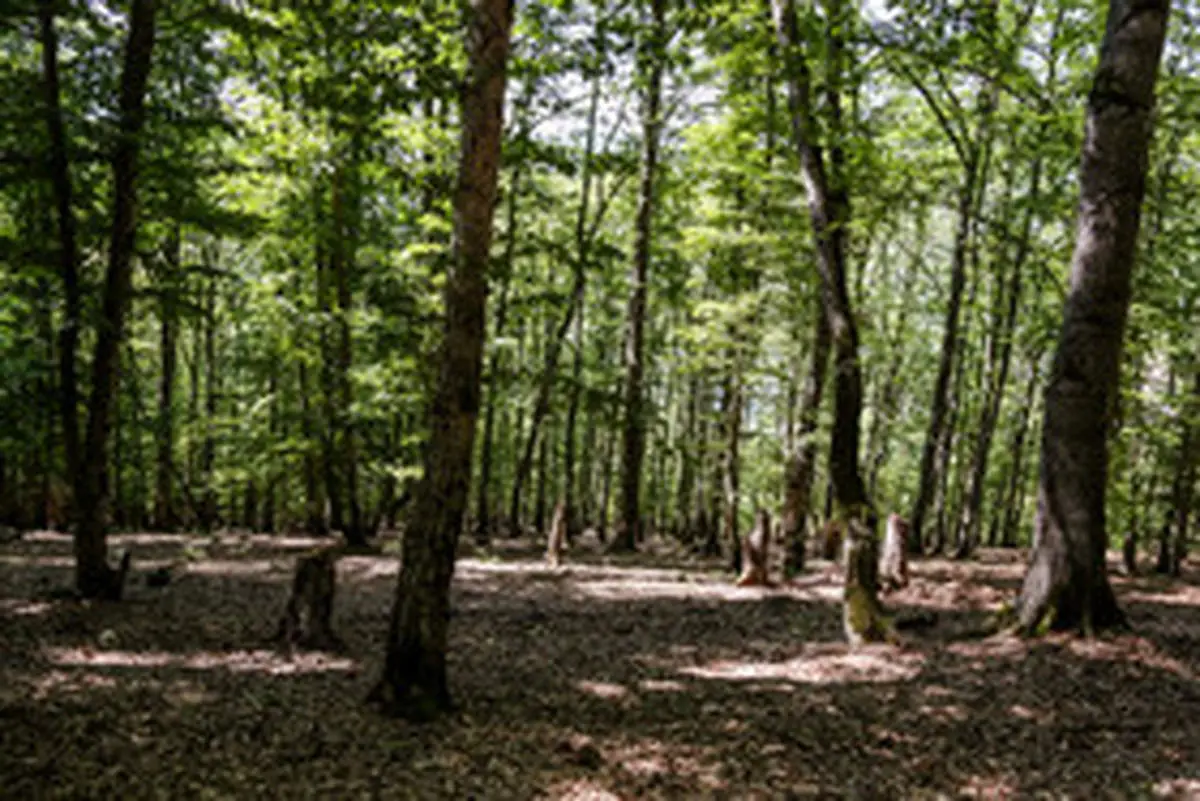 جنگلهای شمال صدسال بعد نابود می شود