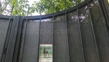 هشدار:سگ باز است؛پیاده تردد نکنید!