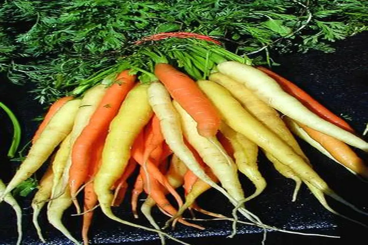 هویج ایرانی یا زردک + عکس