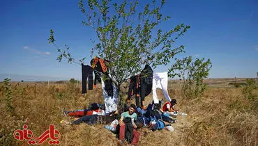 عکس: پناهجو در پناه درخت