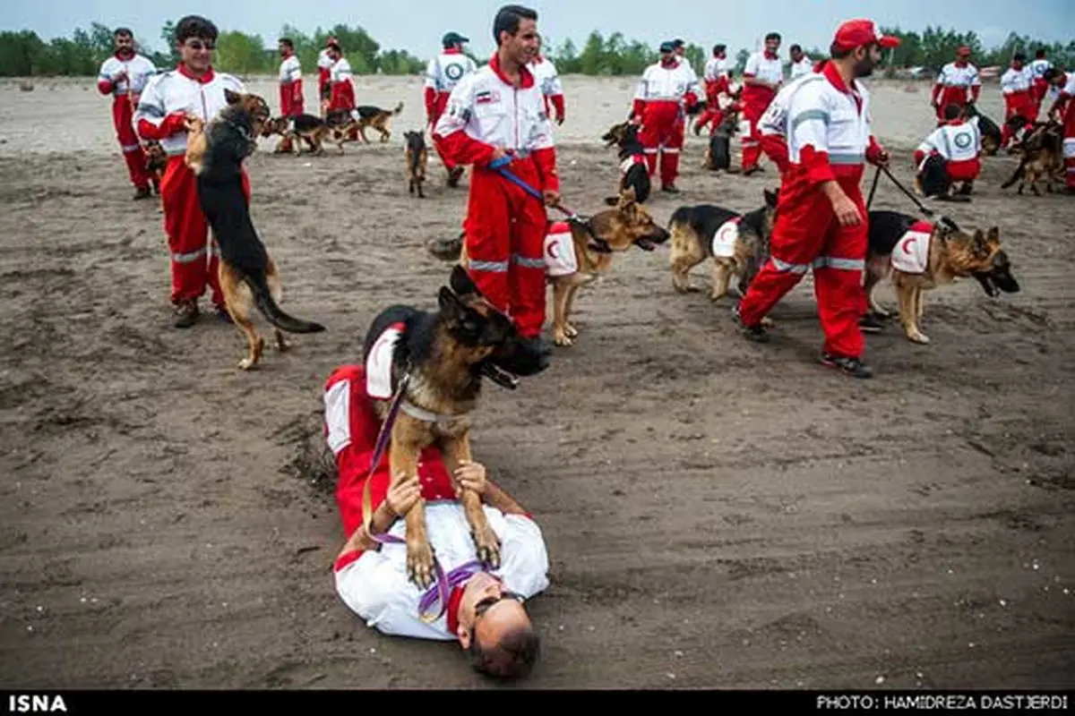گزارش تصویری: اردوی آموزشی سگ های هلال احمر کنار دریا