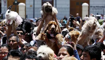 عکس: سگ‌های متبرک در مراسم مذهبی