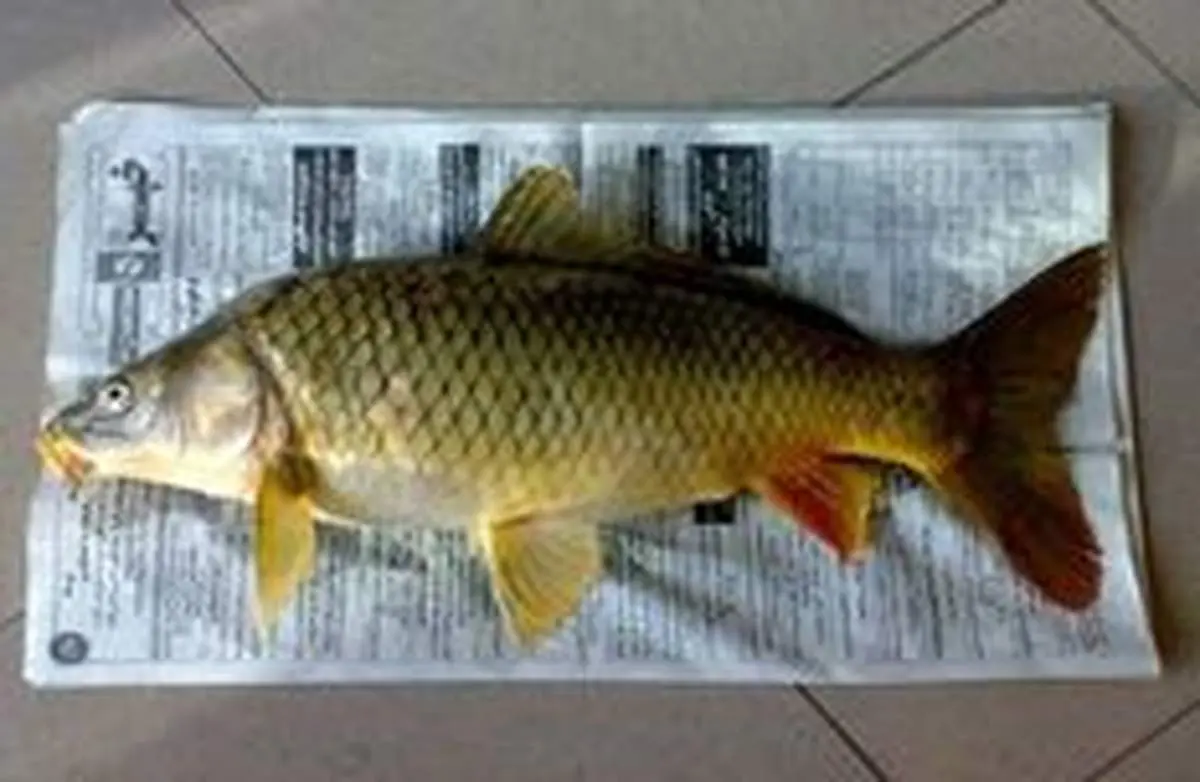 کپوری که پروفسور سمیعی اختراع کرد!