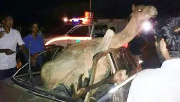 تصادف عجیب یک شتر با پراید + عکس