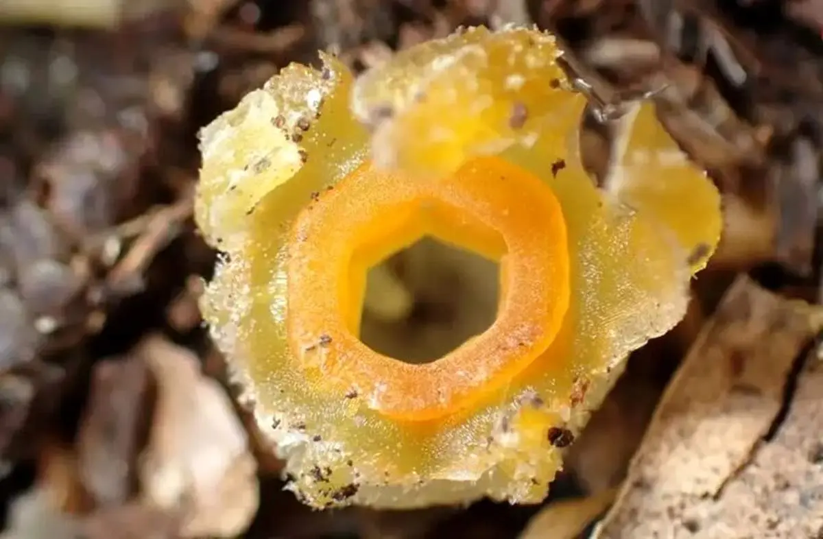 کشف دوباره فانوس پریان؛ گیاهی که پنهان در خاک زندگی می‌کند + عکس
