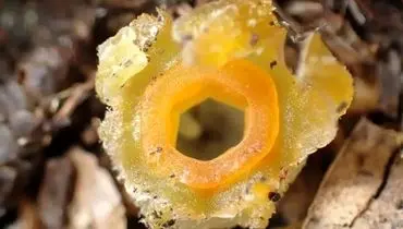 کشف دوباره فانوس پریان؛ گیاهی که پنهان در خاک زندگی می‌کند + عکس
