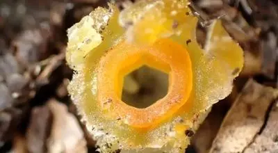 کشف دوباره فانوس پریان؛ گیاهی که پنهان در خاک زندگی می‌کند + عکس
