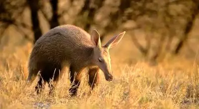 صحنه‌ای جذاب از تعقیب و گریز کفتار قهوه‌ای و مورچه‌خوار+ فیلم

