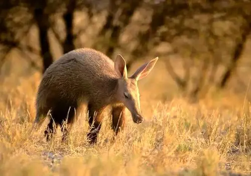 صحنه‌های دیدنی از تلاش شیرها برای عبور رودخانه + فیلم