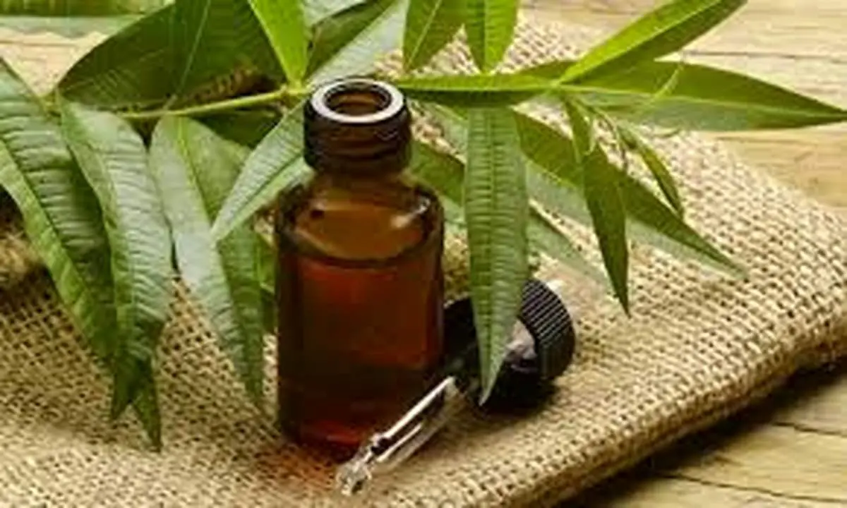 ۷ راز پنهان خواص روغن درخت چای برای پوست و جوانی چهره!
