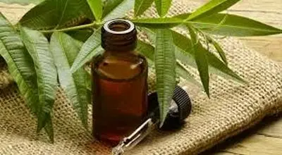 ۷ راز پنهان خواص روغن درخت چای برای پوست و جوانی چهره!

