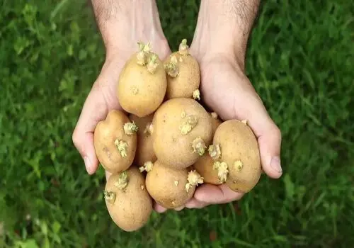 شام امشب با من:یک وعده غذایی کامل و خوشمزه؛ ماهی سوخاری با سیب زمینی و سس بروکلی