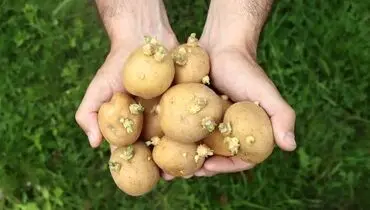 خوردن سیب زمینی جوانه زده خطرناک است؟