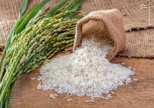 زنگ هشدار کمبود برنج به صدا درآمد