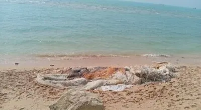  علت مرگ نهنگ ۱۰ تنی در هرمزگان مشخص شد