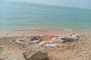  علت مرگ نهنگ ۱۰ تنی در هرمزگان مشخص شد