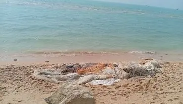  علت مرگ نهنگ ۱۰ تنی در هرمزگان مشخص شد