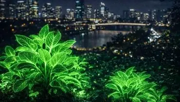 گیاهان عجیبی که در تاریکی شب نور تولید می کنند!