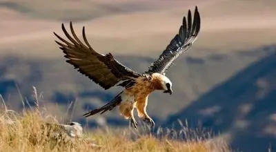 پرواز تماشایی دو همای نابالغ بر فراز پارک ملی صیدوا + ویدئو