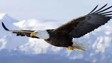 بازگشت باشکوه عقاب طلایی به البرز؛ سلطان بی‌رقیب آسمان در ارتفاعات سپیدپوش دیده شد+فیلم