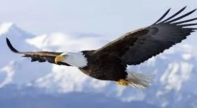 بازگشت باشکوه عقاب طلایی به البرز؛ سلطان بی‌رقیب آسمان در ارتفاعات سپیدپوش دیده شد+فیلم