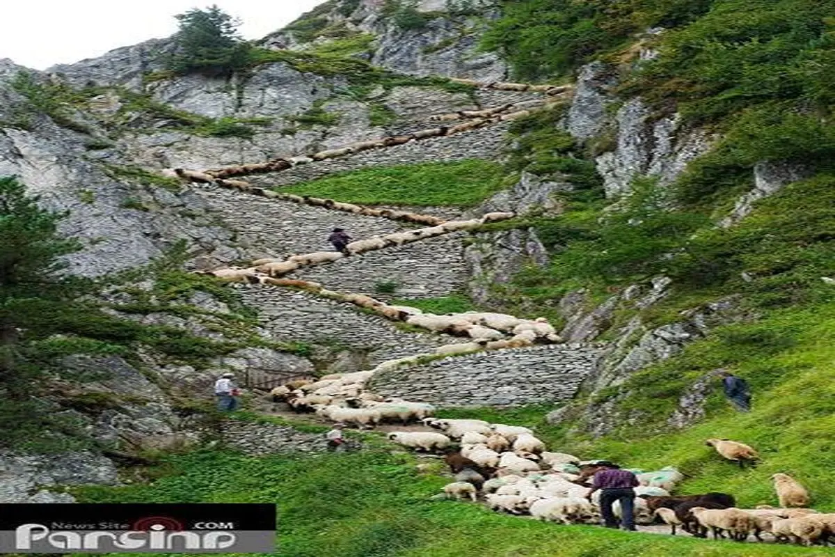 عکس:انضباط گوسفندی