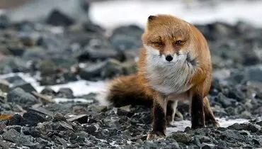 عکس: باد در موهایش!