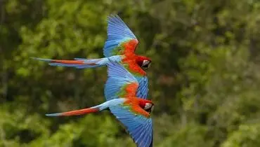 عکس/ هم‌پرواز در اوج آسمان‌ها