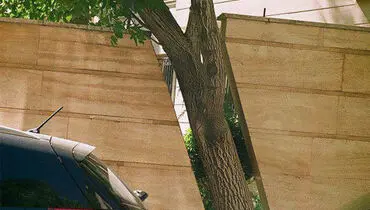 عکس/ احترام به درخت