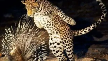 عکس/ نبرد دیدنی!