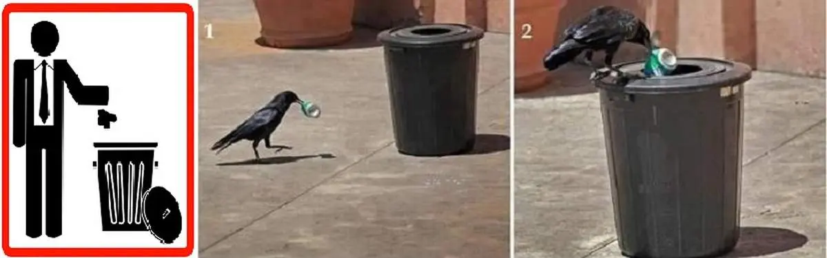عکس/کلاغ با فرهنگ!