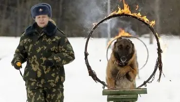 عکس/سگ ارتشی و آتش