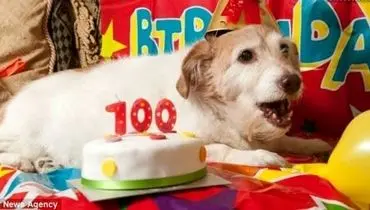 سگی‌ که 100 سال عمر کرد! +عکس