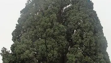 عکس/ پیرترین درخت ایران و جهان