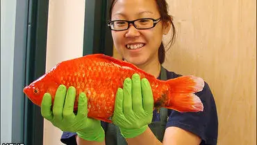بزرگترین ماهی قرمز جهان با وزن 2 کیلوگرم+ عکس