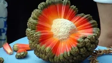 عکس/ میوه‌ای عجیب و زیبا